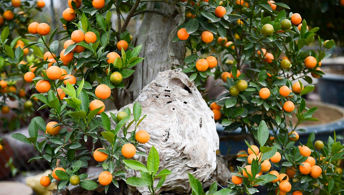 Việc tạo dáng cho cây khi ghép với gỗ lũa rất khó, nhà vườn phải dùng những dây thép nhỏ bám sát vào gỗ tạo. Ảnh: Infonet.