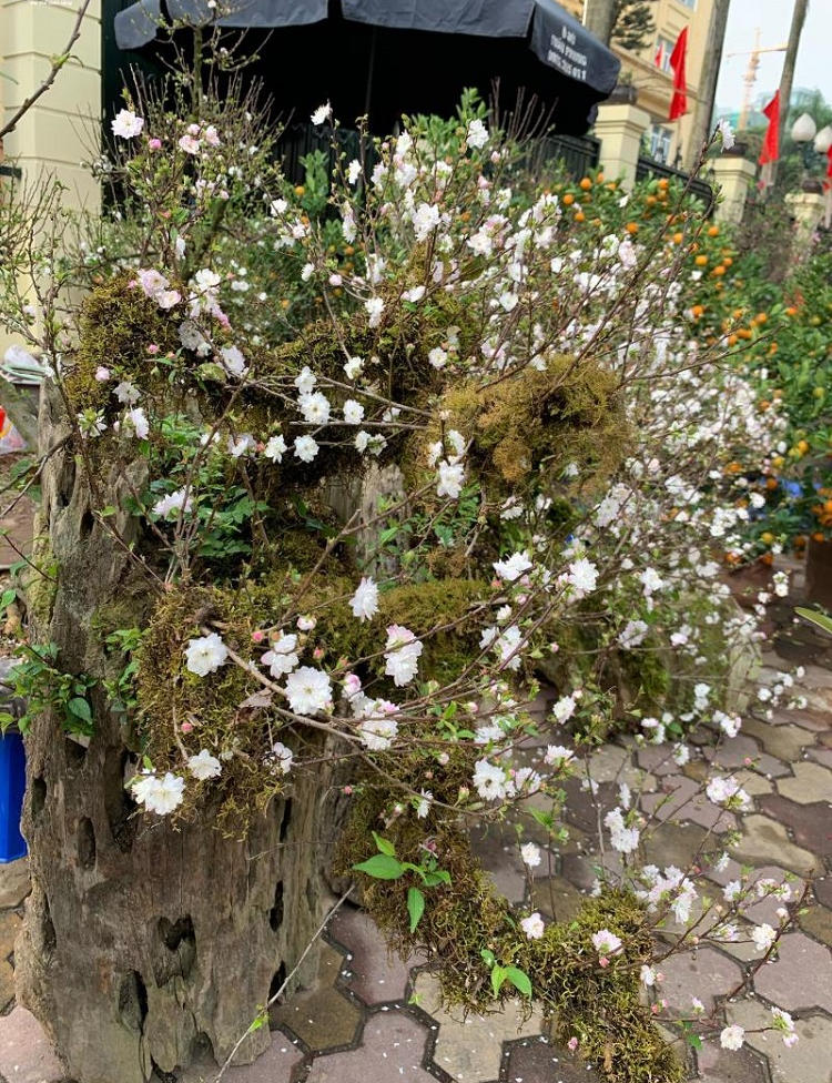 Những gốc nhất chi mai được trồng trên gỗ lũa có giá không hề rẻ, từ 15-30 triệu đồng, tùy độ to và dáng cây. Ảnh: VTCNews.