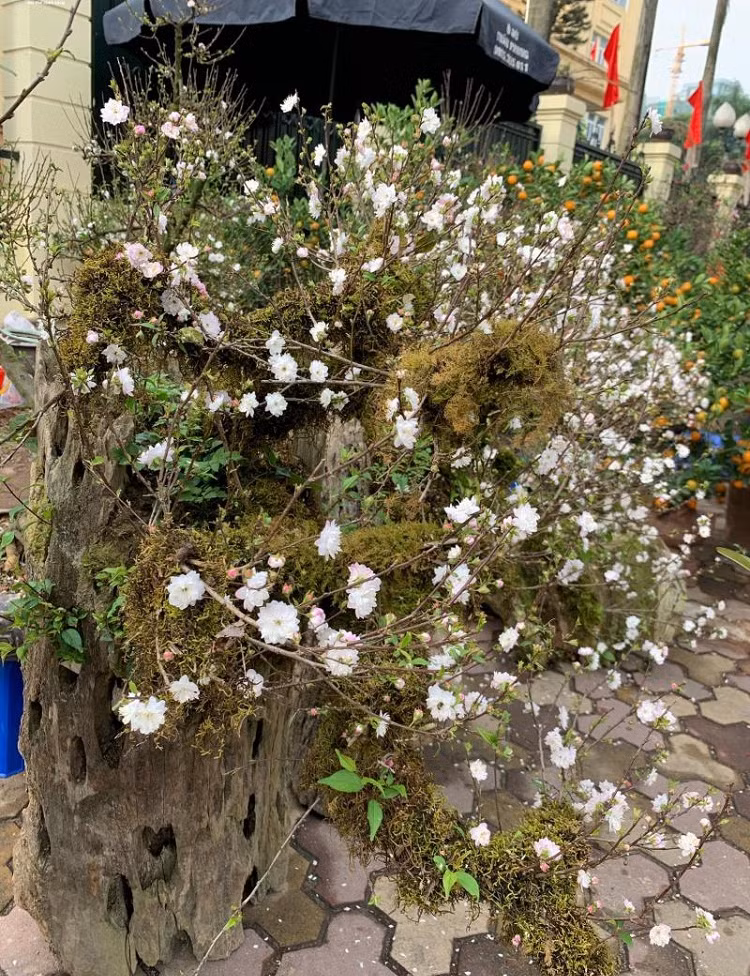 Những gốc nhất chi mai được trồng trên gỗ lũa có giá không hề rẻ, từ 15-30 triệu đồng, tùy độ to và dáng cây. Ảnh: VTCNews.