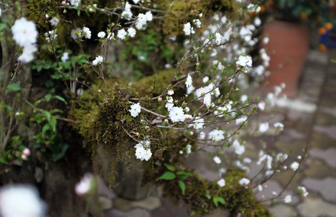 Nhất chi mai trồng trên gỗ lũa đắt hơn nhiều loại hoa cây cảnh khác trên thị trường bởi nhất chi mai rất khó trồng, tỉ lệ ghép với gỗ thành công không cao, và việc tạo dáng cho cây cảnh tỉ mỉ, mất nhiều thời gian hơn. Ảnh: Baodansinh.