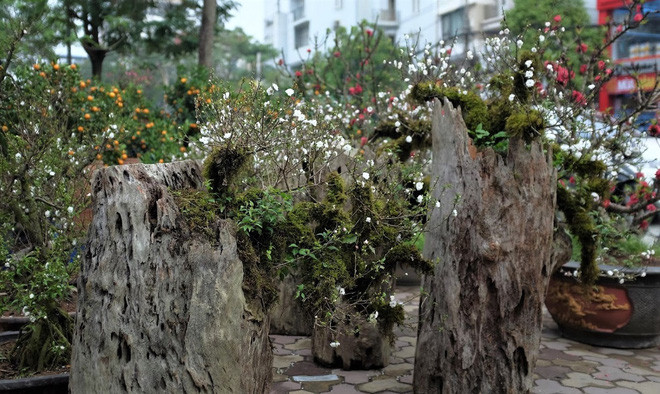 Ngoài quất, trên thị trường còn xuất hiện nhất chi mai trồng ghép trên gỗ lũa quý. Ảnh: Baodansinh.