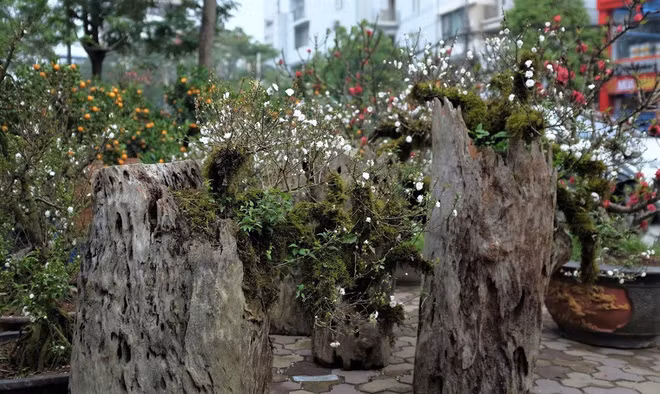 Ngoài quất, trên thị trường còn xuất hiện nhất chi mai trồng ghép trên gỗ lũa quý. Ảnh: Baodansinh.