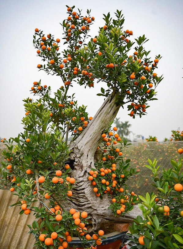 Mỗi chậu quất ghép gỗ lũa có giá dao động từ 5 đến 50 triệu đồng, tùy vào tuổi thọ, kích thước, thế của cây quất và chất lượng của khúc gỗ. Ảnh: Infonet.