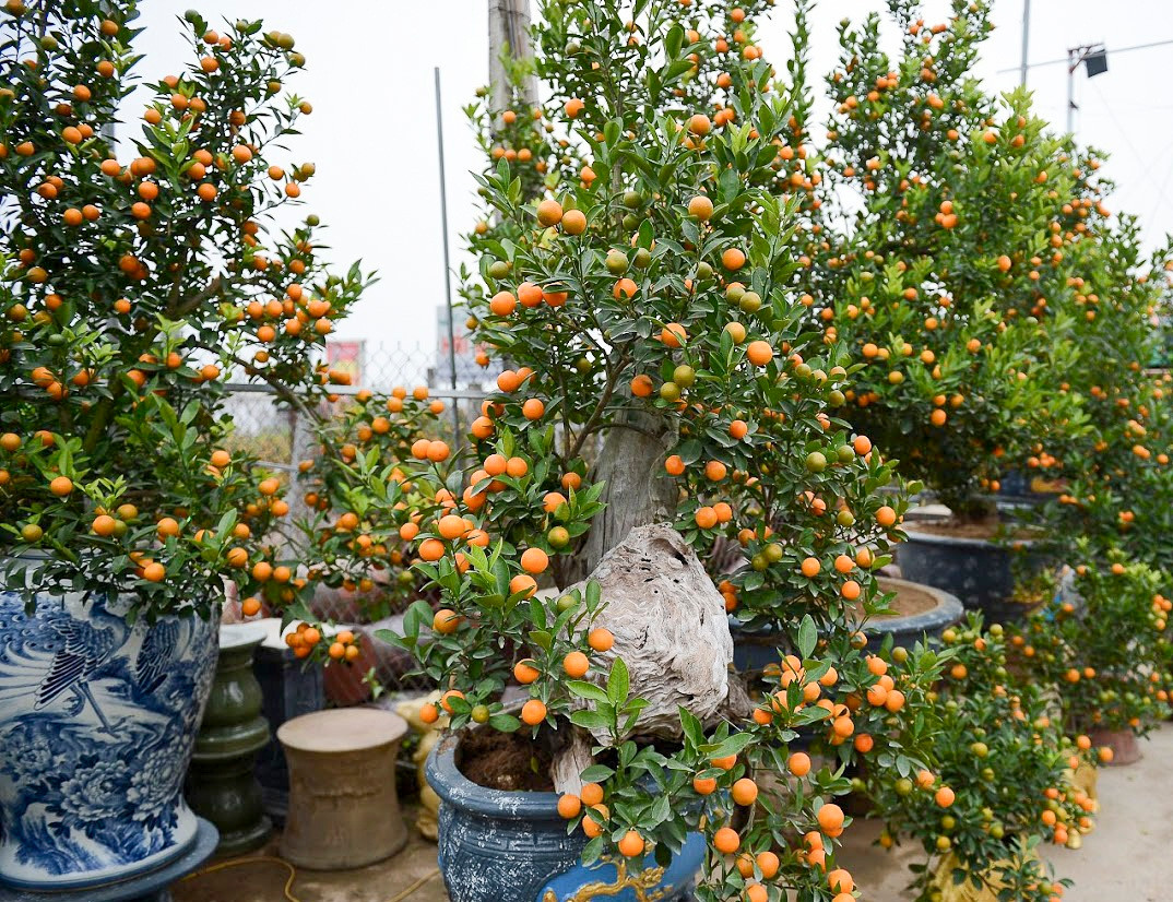 Đặc trưng của gỗ lũa là rất cứng và không bao giờ bị mối mọt xâm hại. Vì thế, gỗ lũa được nhà vườn chọn là cảnh. Ảnh: Infonet.