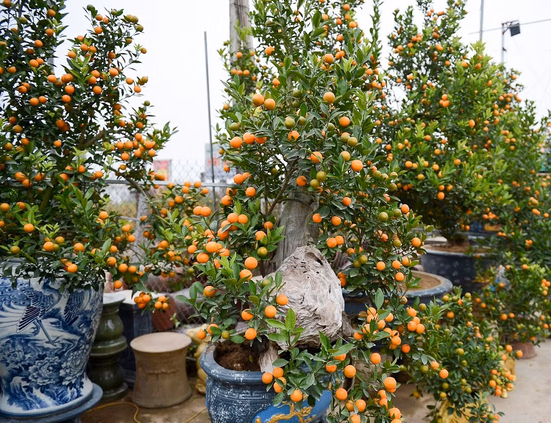 Đặc trưng của gỗ lũa là rất cứng và không bao giờ bị mối mọt xâm hại. Vì thế, gỗ lũa được nhà vườn chọn là cảnh. Ảnh: Infonet.