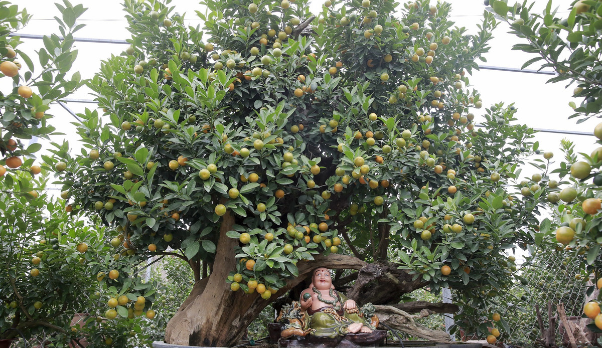 Cây quất được phối cùng khúc gỗ tạo nên cây cảnh độc đáo phục vụ người chơi cây cảnh Tết. Ảnh: Dân Việt.