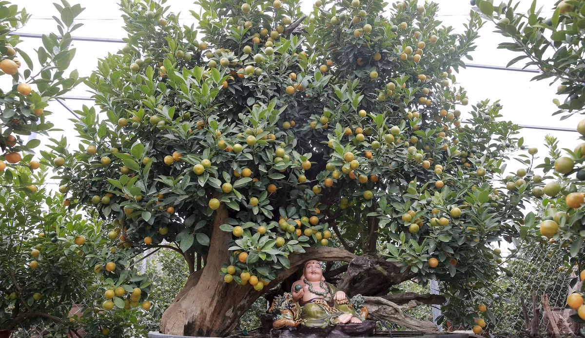 Cây quất được phối cùng khúc gỗ tạo nên cây cảnh độc đáo phục vụ người chơi cây cảnh Tết. Ảnh: Dân Việt.