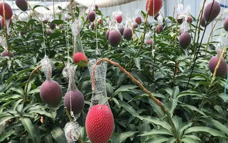 Đặc biệt, người ta không hái xoài Miyazaki mà chỉ bọc màng lưới cho từng quả trên cây rồi chờ chúng tự chín và rụng xuống. Ảnh: Japantoday