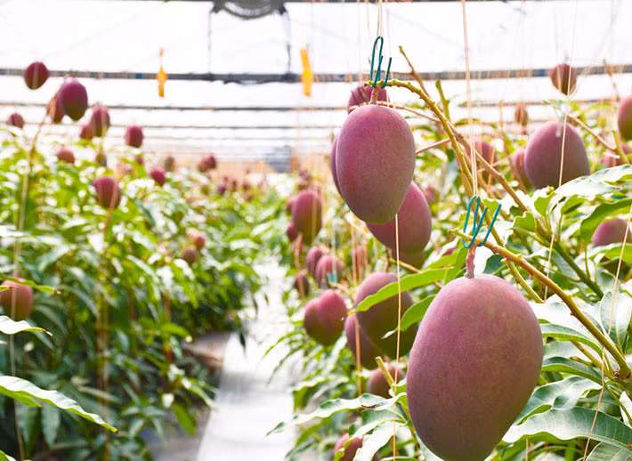 Xoài Miyazaki Nhật Bản ăn ngon nhất khi đã chín hoàn toàn. Đặc biệt, chỉ những quả xoài chín rục rơi xuống đất mới được goi là “chín hoàn toàn”. Ảnh: Japantoday