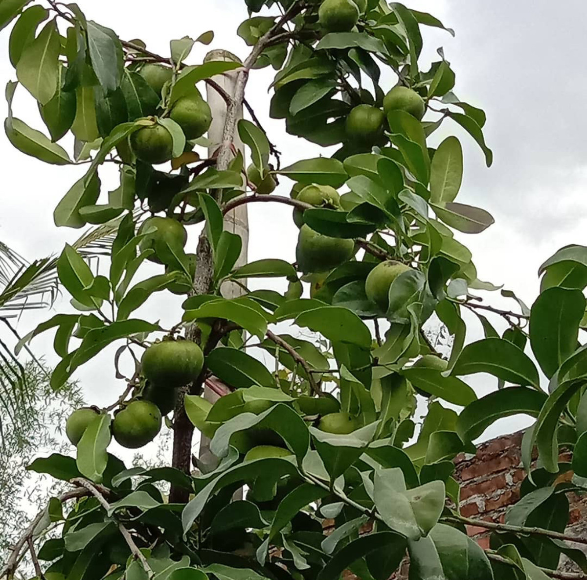 Hồng đen hay hồng socola là loại cây ăn quả nhiệt đới có nguồn gốc từ Mexico. Ảnh: Facebook