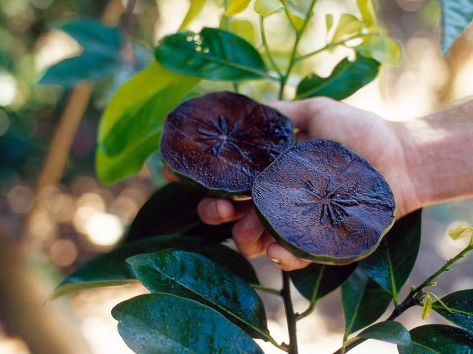 Quả hồng đen trông giống như quả cà chua xanh khi chưa chín và chuyển sang màu xanh vàng khi chín. Ảnh: Facebook