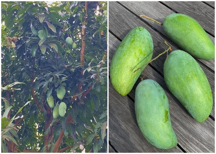 Không chỉ rau củ xanh mướt, khu vườn còn có nhiều cây ăn trái.