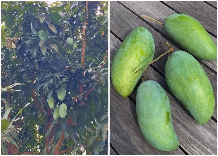 Không chỉ rau củ xanh mướt, khu vườn còn có nhiều cây ăn trái.