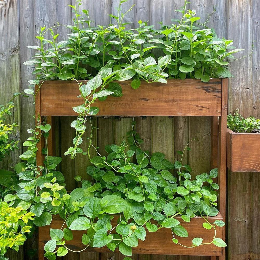 Diện tích khu vườn không quá rộng, song Hà Tăng sắp xếp, phân bố mọi thứ rất gọn gàng, sạch sẽ, bắt mắt.