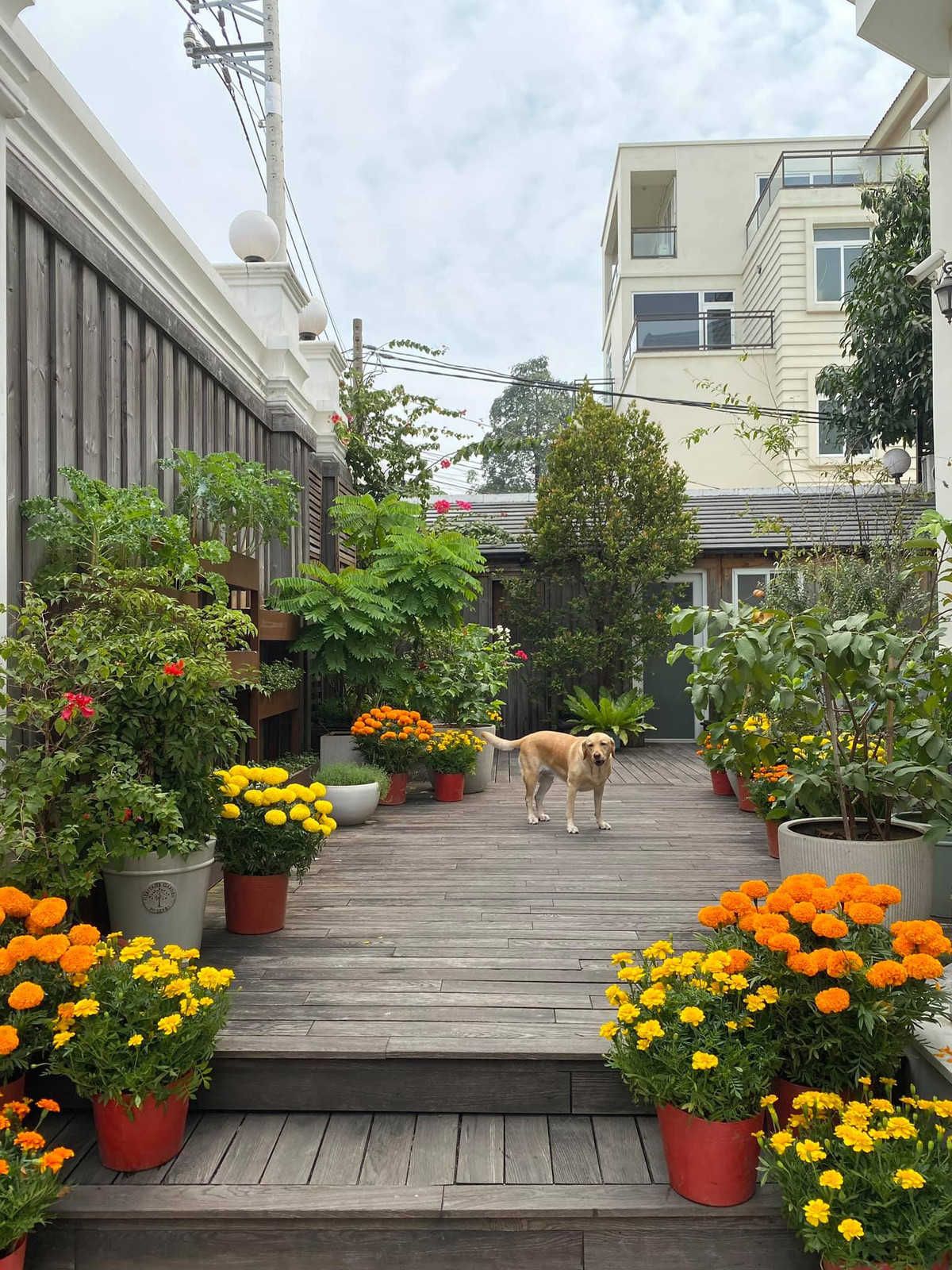 Vào dịp Tết, "ngọc nữ" trang trí thêm nhiều chậu hoa rực rỡ.