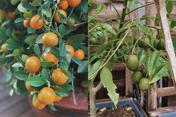 Tăng Thanh Hà mát tay nên cây ăn quả vườn nhà cũng luôn sai quả.