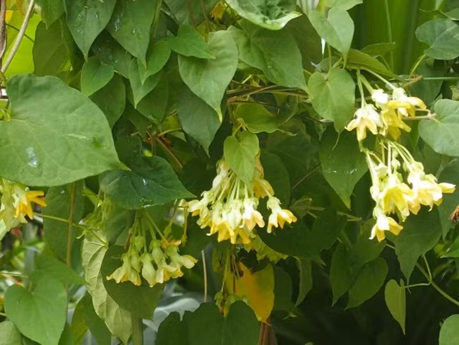 Thiên lý vốn là cây leo bờ rào hoặc leo trên giàn ở nông thôn nhưng những năm gần đây lại thành thứ có thể cho thu nhập cao. Ảnh: Internet.