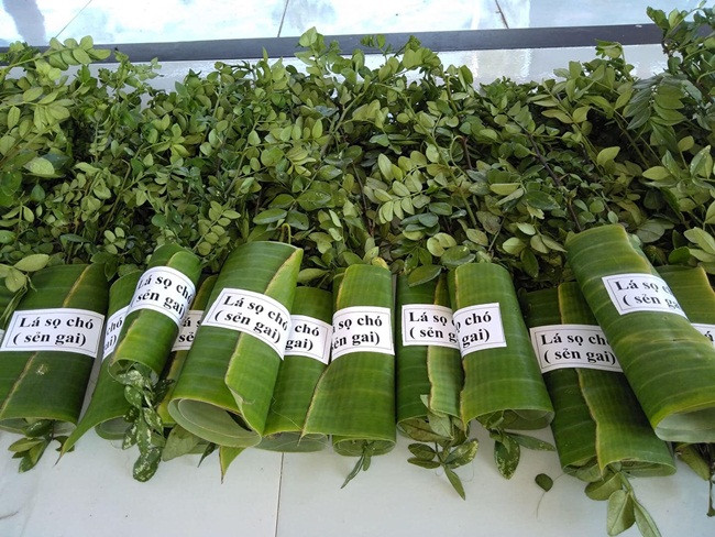 Với 3 tấn lá khô, anh Quyền có thể thu về hơn 1 tỷ đồng. Ngoài bán lá khô, anh còn bán cây ươm giống. Ảnh: Dân Việt.