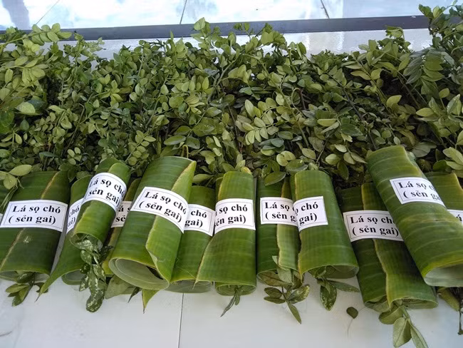 Với 3 tấn lá khô, anh Quyền có thể thu về hơn 1 tỷ đồng. Ngoài bán lá khô, anh còn bán cây ươm giống. Ảnh: Dân Việt.