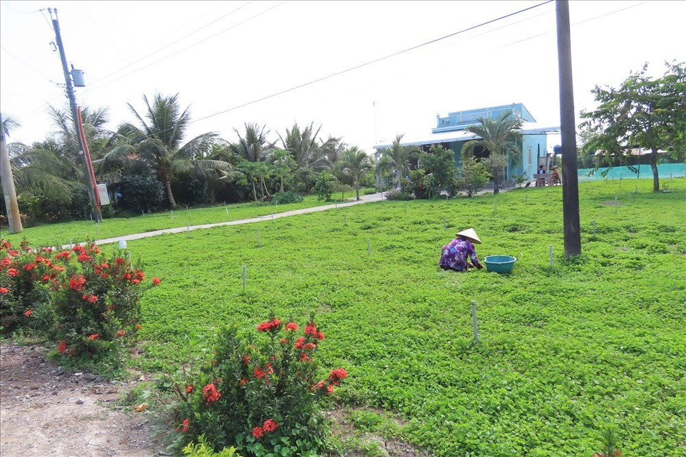 Đơn cử như vợ chồng anh Biền, chị Loan ở xã Long Hưng (huyện Long Mỹ, tỉnh Hậu Giang) ban đầu chỉ trồng rau má để đỡ tốn công làm cỏ dại. Sau đó, bỏ chút công chăm sóc rồi cắt rau má mang ra chợ bán kiếm thêm thu nhập. Ảnh: Lao động