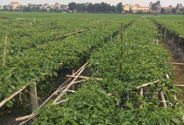 Không chỉ ở Long An, tại nhiều tỉnh khác như Hải Dương, Nghệ An, Thái Nguyên, Ninh Thuận...hoa thiên lý đã trở thành loại cây "hái ra tiền" của không ít gia đình. Ảnh: Dân Việt.