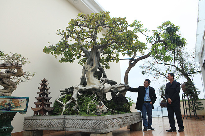 Ông Nguyễn Gia Thọ (Nghi Tàm, Hà Nội) cũng sở hữu một cây bồ đề cổ thụ được nhiều vị khách hiếu kỳ muốn tìm đến tận nơi mục sở thị. Ảnh: Dân Việt.