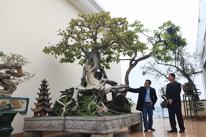 Ông Nguyễn Gia Thọ (Nghi Tàm, Hà Nội) cũng sở hữu một cây bồ đề cổ thụ được nhiều vị khách hiếu kỳ muốn tìm đến tận nơi mục sở thị. Ảnh: Dân Việt.