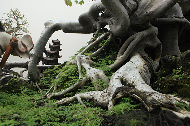 Vì mọc từ đá, cây thiếu chất dinh dưỡng nên các rễ cây mọc, tìm ra xung quanh để tìm chất dinh dưỡng. Ảnh: Dân Việt.