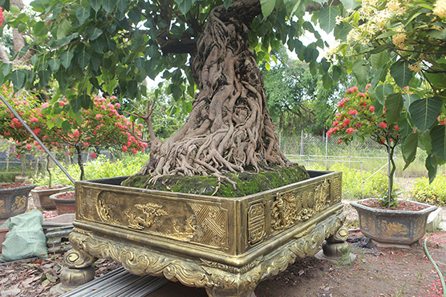 Trước đó đã có người trả 2 tỷ nhưng anh Vũ Tiến không bán. Khi nào hoàn thiện, anh mới có ý chuyển nhượng cho người nào có duyên với cây này. Ảnh: Dân Việt.