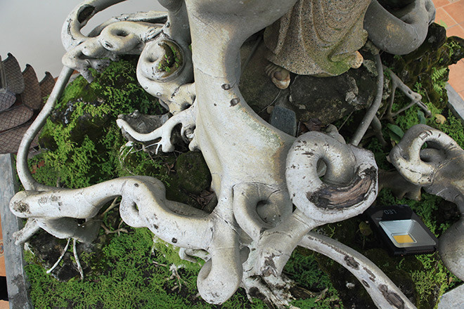 Bộ rễ tỏa ra xung quanh, vòng xoáy rất ảo diệu mà chỉ có thiên nhiên mới tạo được.