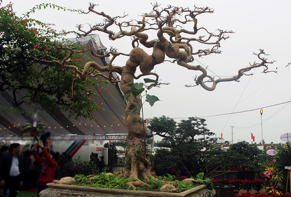 Theo một số người trong giới chơi cây, trước đây muốn sở hữu được cây bồ đề cổ là vô cùng khó khăn, có khi vác cả bao tải tiền đến cũng không thể mua được. Ảnh: Vietnamnet.