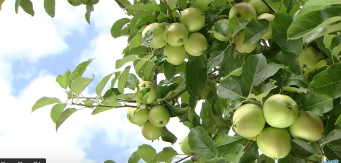 Sang tới mùa hè, táo bắt đầu đậu quả. Mỗi cành thường có từ 5-6 trái táo.