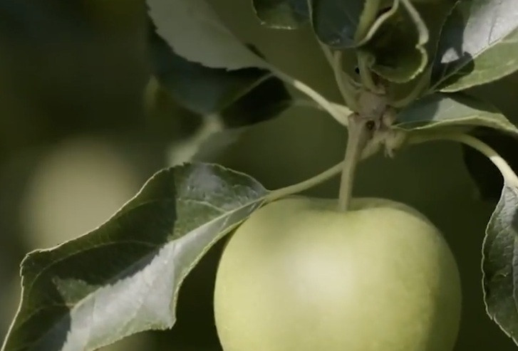 Lúc này, người trồng tiếp tục công việc cắt tỉa, chỉ để lại duy nhất một quả trên cành. Việc này giúp cây tập trung dưỡng chất, táo sẽ ngọt hơn.