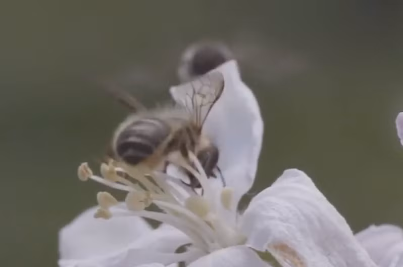 Để việc thụ phấn tự nhiên đạt hiệu quả cao nhất, họ thậm chí còn nuôi cả ong trong vườn táo.