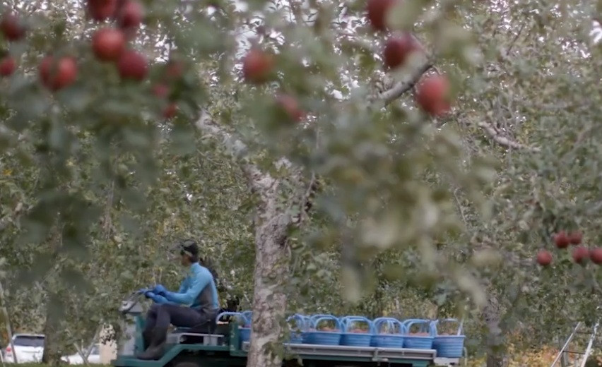 Họ kiểm tra từng trái táo trên cây xem có đạt tiêu chuẩn về ngoại hình hay không rồi mới thu hoạch.
