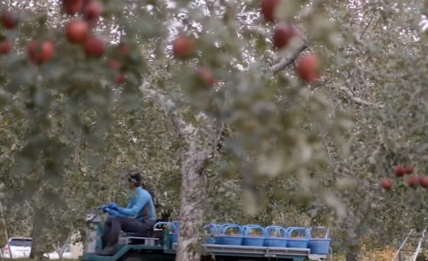 Họ kiểm tra từng trái táo trên cây xem có đạt tiêu chuẩn về ngoại hình hay không rồi mới thu hoạch.