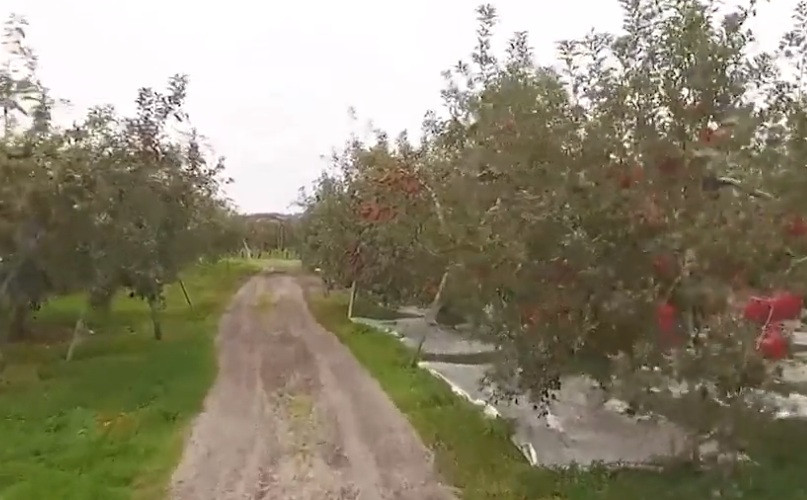 Táo mật Nhật Bản trồng chủ yếu ở vùng Aomori, nơi được xem là thủ phủ của các loại táo ngon.