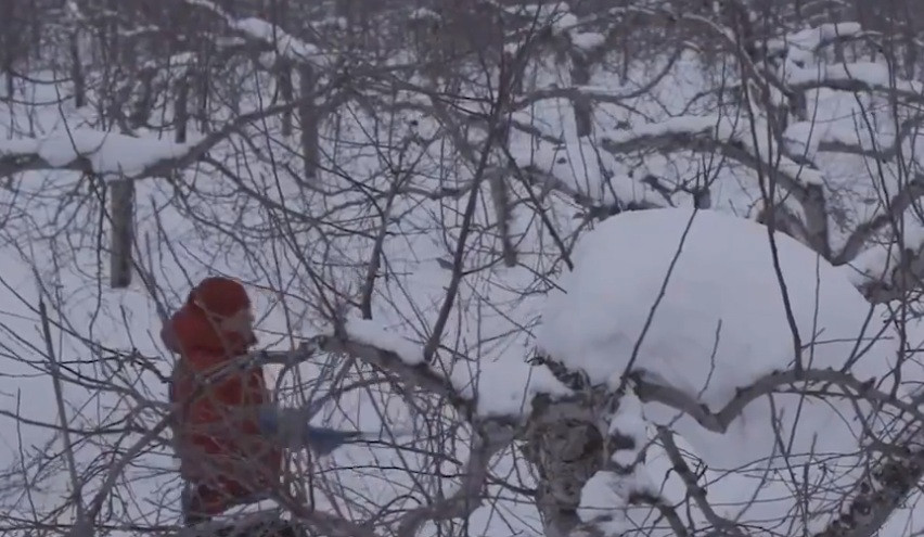 Mùa đông là thời điểm người trồng vệ sinh thân cây táo, tiến hành cắt bỏ những cành khô để cây phát triển tốt nhất.