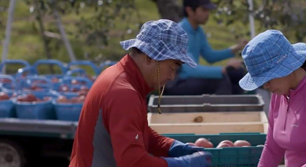 Việc phân tích thổ nhưỡng, phân tích dư lượng thuốc trừ sâu, độ phóng xạ...đều được thực hiện kỹ càng nhằm đảm bảo chất lượng tường quả táo mật. Nguồn ảnh: Noal Farm, Aomori Apple