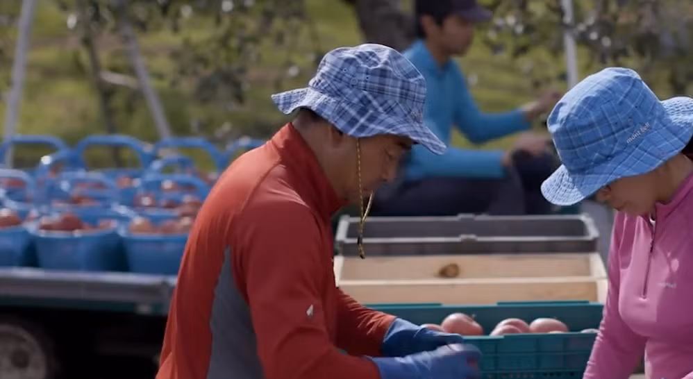 Việc phân tích thổ nhưỡng, phân tích dư lượng thuốc trừ sâu, độ phóng xạ...đều được thực hiện kỹ càng nhằm đảm bảo chất lượng tường quả táo mật. Nguồn ảnh: Noal Farm, Aomori Apple