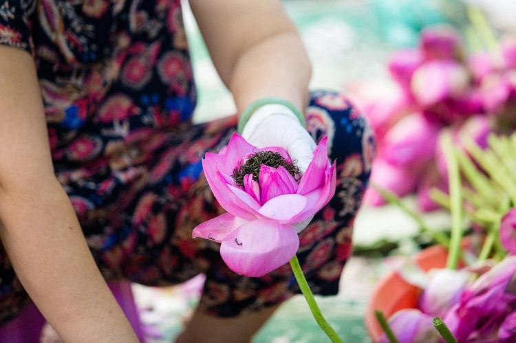 Không chỉ nguyên liệu, công đoạn ướp trà sen cũng vô cùng tỉ mỉ. Phải ướp đủ 7 lần, mỗi lần là một lượt gạo (gạo từ bông sen) và 1 lượt chè. Ảnh: Dân Việt.