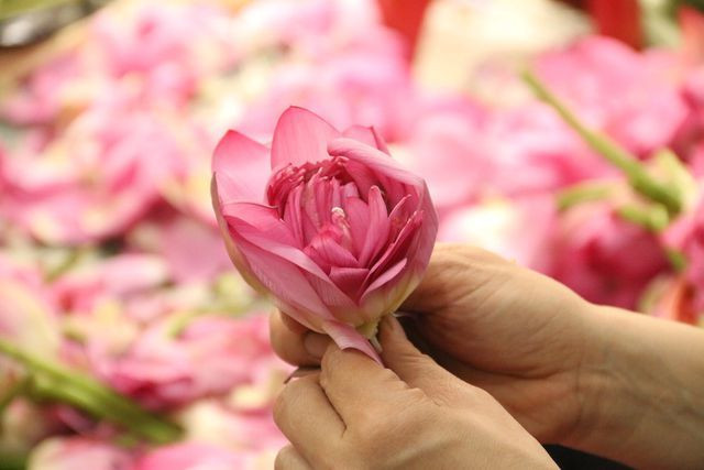 Trà dùng để ướp sen phải là trà đinh Tân Cương (Thái Nguyên). Giá cho mỗi cân trà mộc, chưa ướp sen là 3 - 5 triệu đồng/kg nên khi ướp sen vào giá lên tới 8 - 10 triệu đồng/kg. Ảnh: Tráentayhominhcuong