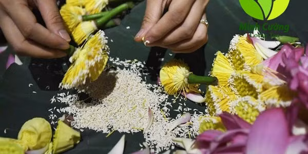 Sen ướp trà phải là những bông sen mọc trong đầm làng Quảng Bá, các bông phớt hồng mới chớm nở còn chúm chím nụ, sen phải được hái trước lúc mặt trời mọc, sau đó mang về tách lấy gạo rồi mới đem ướp. Ảnh: Internet