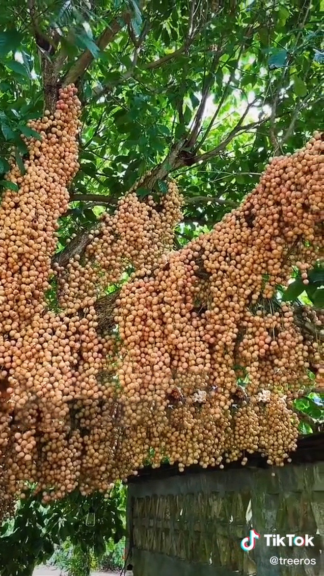 Quả dâu da đất mọc thành từng chùm phân dọc theo thân trông thích mắt. Ảnh: Tiktok