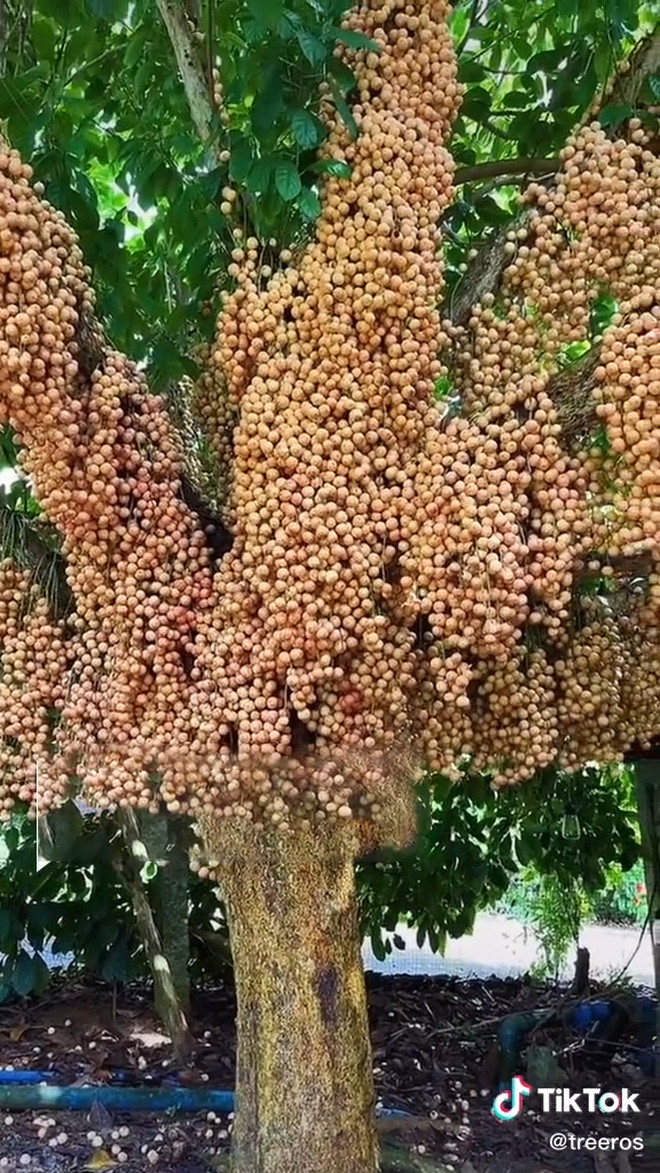 Trên thực tế, đã có rất nhiều trường hợp cây ra quả "vỡ kế hoạch" như thế này khiến mọi người tỏ ra thích thú. Cách đây không lâu, một cô gái chia sẻ hình ảnh cây dâu da đất ra quả "vỡ kế hoạch" khiến ai cũng ước ao sở hữu. Ảnh: Tiktok