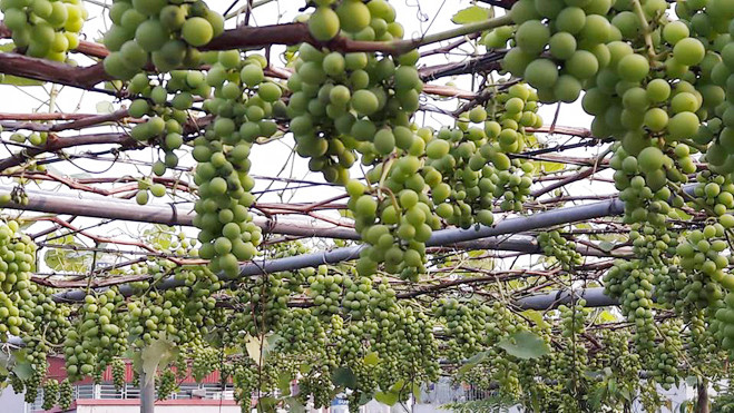 5 gốc nho mảnh mai của gia đình anh Khoa (Lai Châu) "vỡ kế hoạch" cho thu hoạch 100 kg. Ảnh: Vnexpress