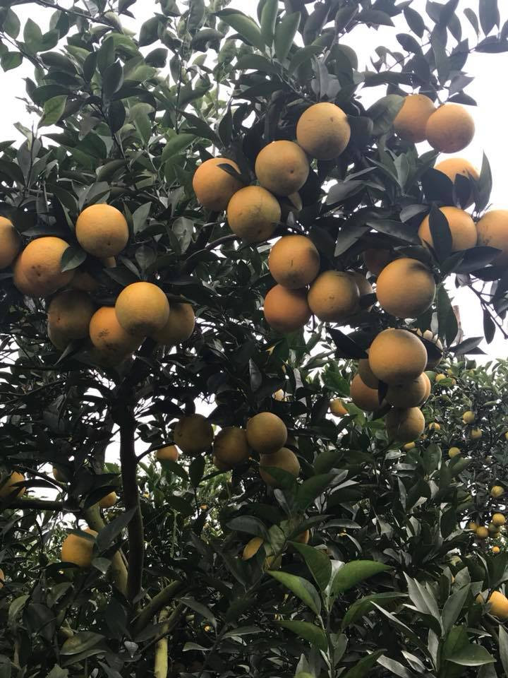 Cây cam cao khoảng 2,5m tán rộng xum xuê, quả không đếm xuể. Ảnh: Dân Việt.