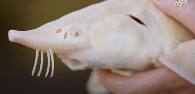 Dù vô cùng đắt đỏ nhưng không phải cứ chi tiền ra là mua được trứng cá tầm bởi nó chỉ được bán với số lượng cực kỳ hiếm hoi và ít ỏi thông qua các đơn đặt hàng.