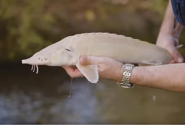 Trong đó, trứng cá Beluga ở khu vực phía nam nước Nga là loại trứng cá đắt nhất. Ngoài ra, trứng cá Ossetra và Sevruga cũng đắt đỏ không kém.