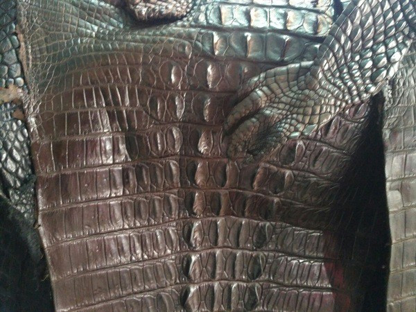 Sau khi mổ tách da xong, bộ da cá sấu được chuyển đến công đoạn tiệt trùng, làm mềm da, sử dụng hóa chất để nhuộm màu và để bảo quản da. Ảnh: Belisi.